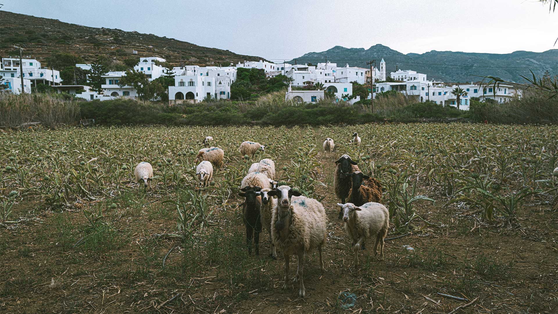 Τήνος, Νικολέτα Δελατόλα- Φωσκόλου