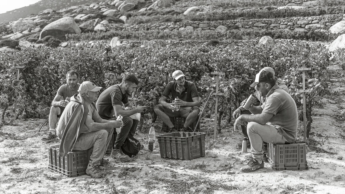 Κυκλαδίτικος αμπελώνας δεν είναι μόνο η Σαντορίνη